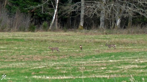 les chevreuils dans le pré du gîte