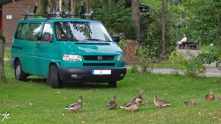 la valse des canards