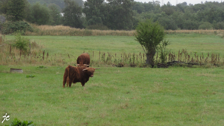 à Christiansfeld des vaches shetlands