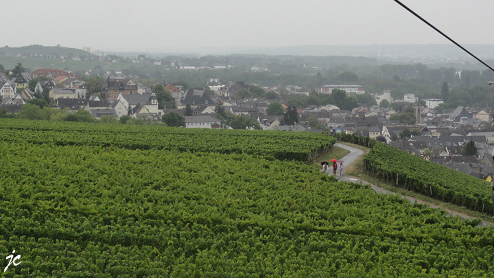 le vignoble sous la pluie au dessus de Rüdesheim am Rhein