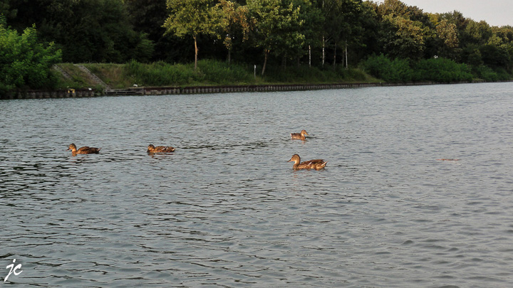 les canards dans le Wesel - Datteln Kanal