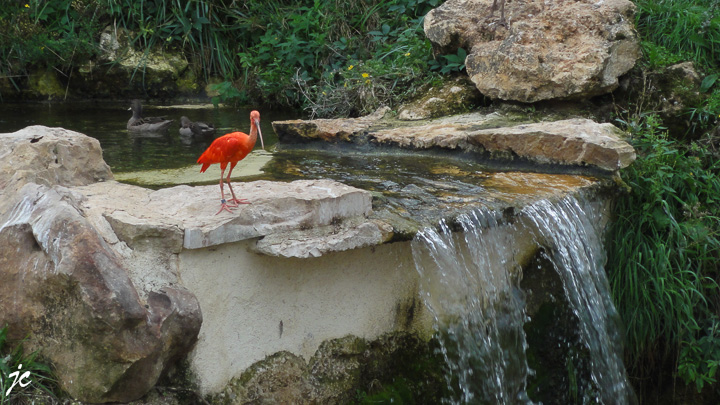 l'ibis