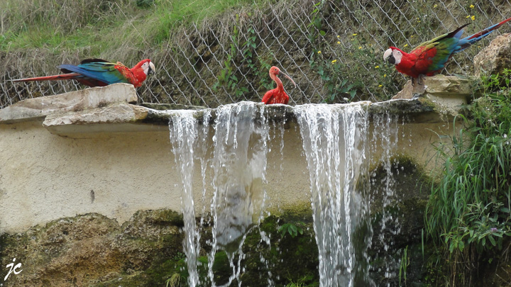 le bain des ibis
