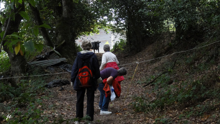 tête à tête avec la vache