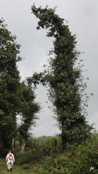 le fantastique dans la forêt de Brocéliande