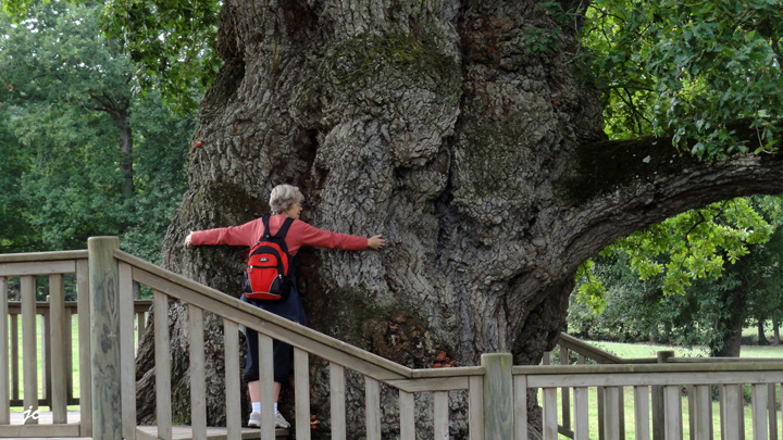le chêne à Guillotin