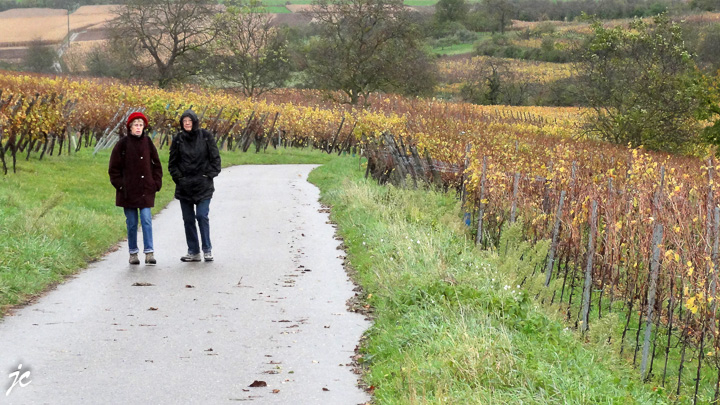 dans le vignoble de Rosenwiller