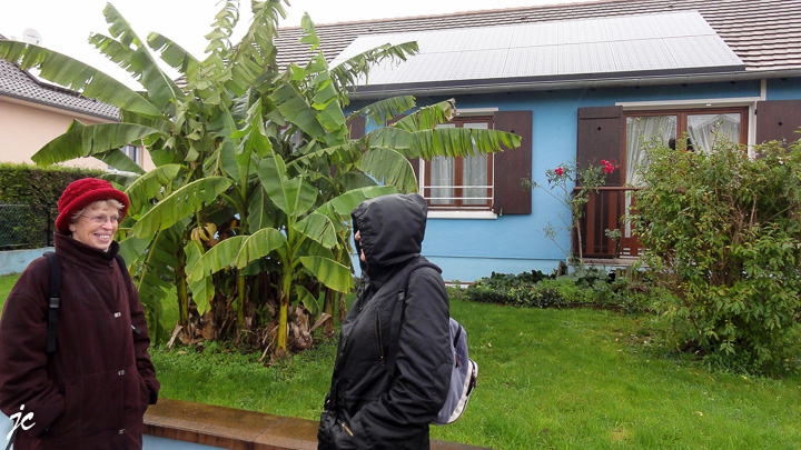 le bananier et les bananes