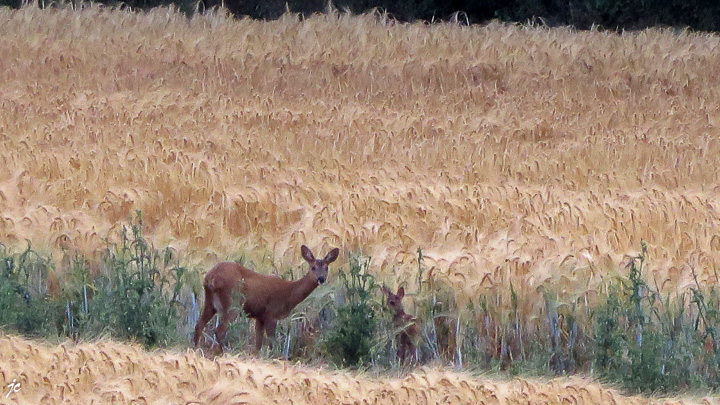 le chevreuil et le faon