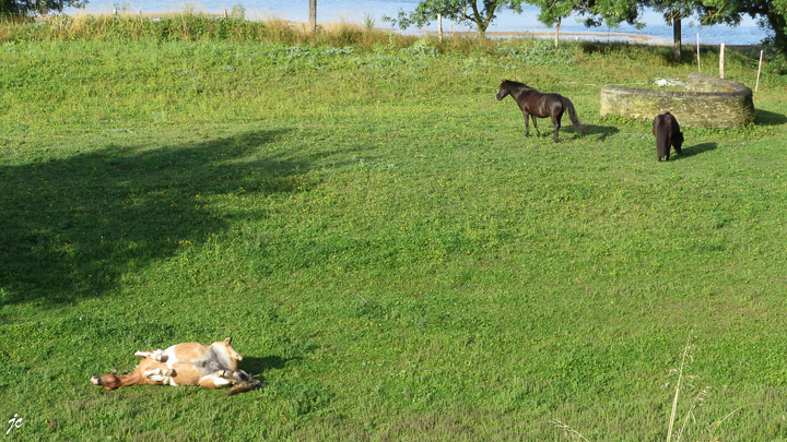 le bonheur est dans le pré à la Marsaulaie