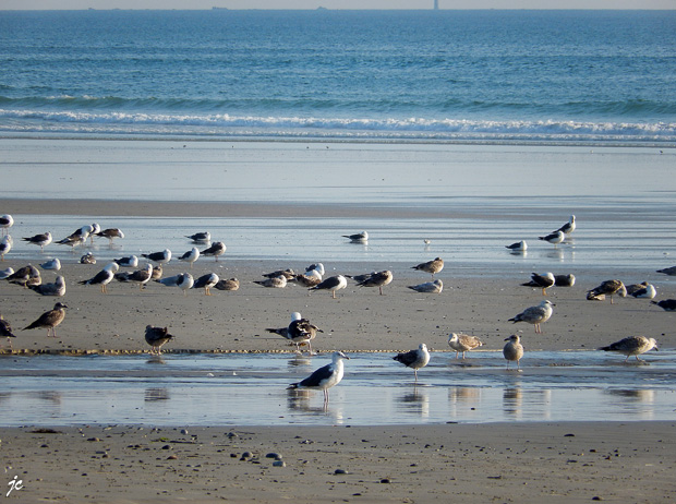 la faune sur la plage à Plovan