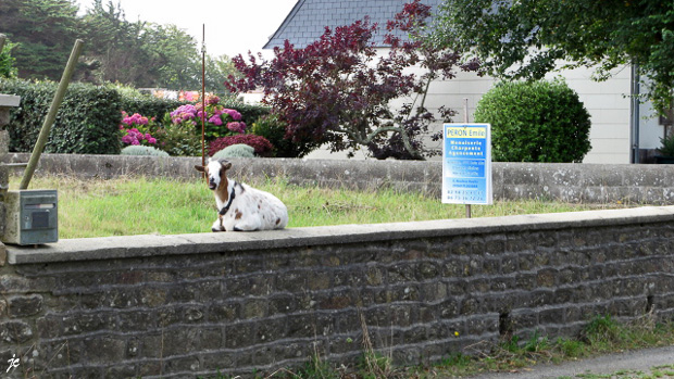 la chèvre à Kerlouan