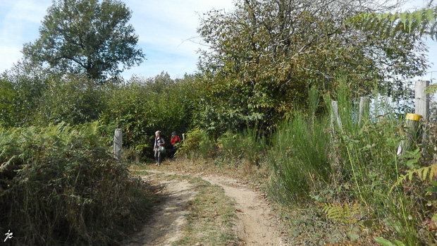 au sortir de la forêt