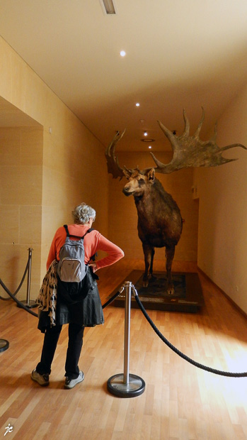 Ghislaine et le mégacéros