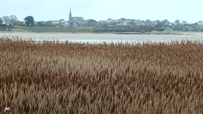 la roselière dans la baie de Goulven
