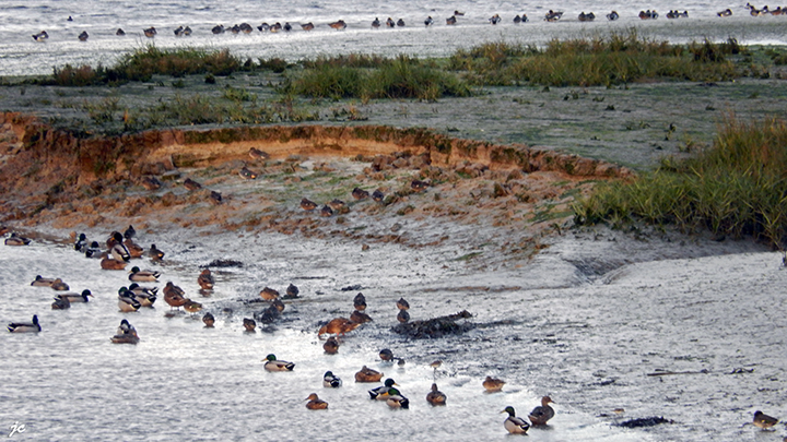 la faune profite de la marée basse dans la baie de Goulven