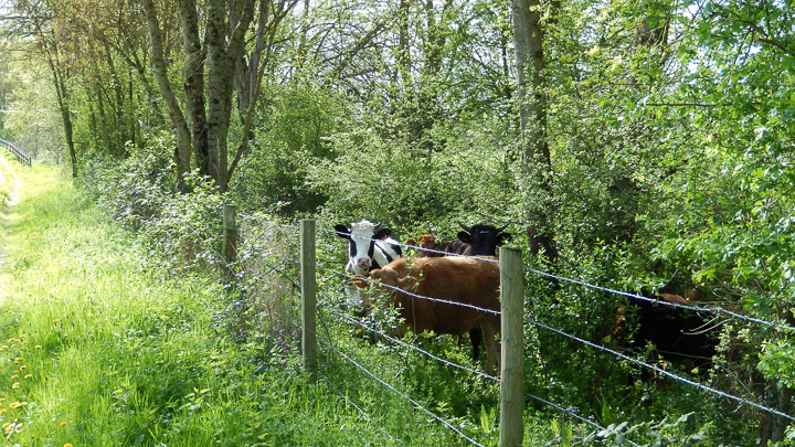 les copines recherchent l'ombre