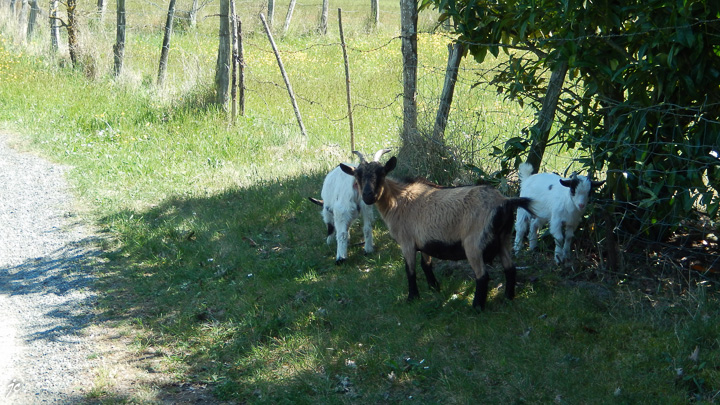 le comité d'accueil