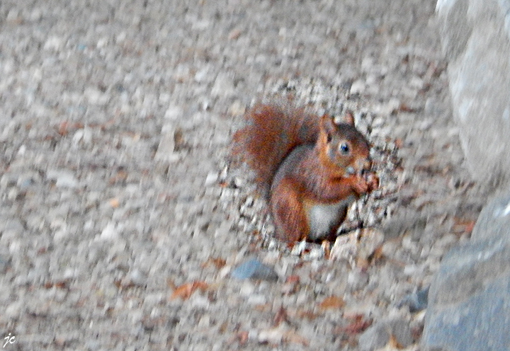 l'écureuil sur le camping de Diou