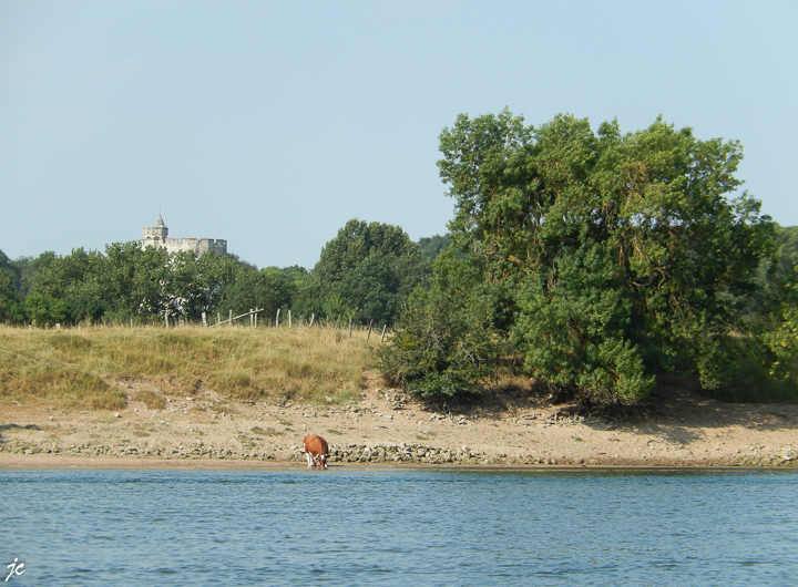 la vache et la Tour de Cunault