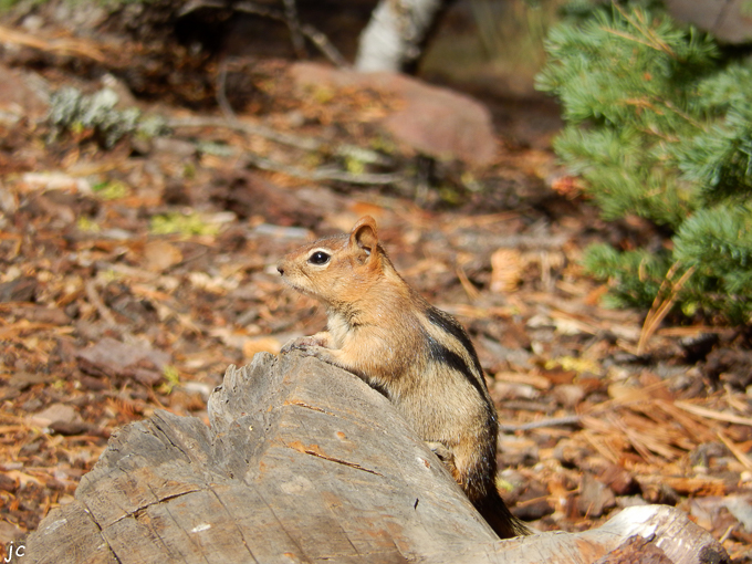l'écureuil curieux dans le Lassen Volcanic National Park