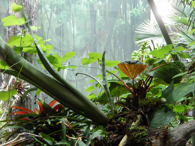 dans la California Academy of Sciences
