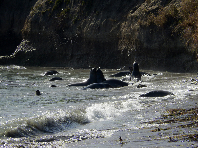 les éléphants de mer à Ano Nuevo bay