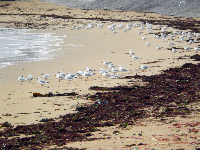 les mouettes sur la plage à La Guérinière
