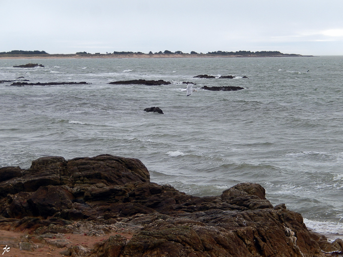 la mouette à la pointe de l'Herbaudière