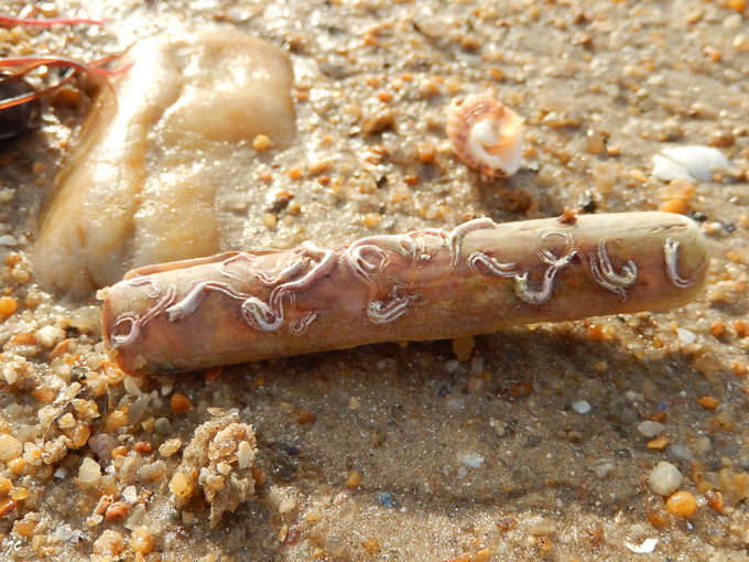 une mécanique organique qui n’a de cesse de se propager pour le plus grand plaisir de nos sens