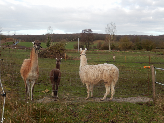 les lamas de l'Arche d'Arvort