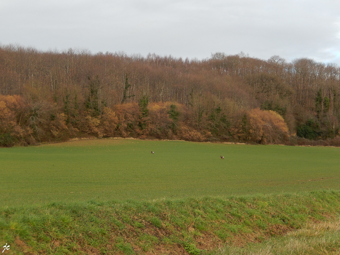 en fuite devant les chasseurs