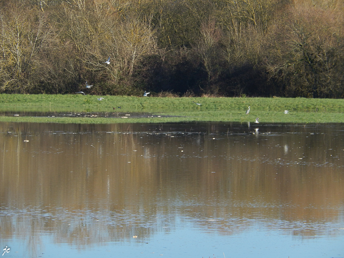 le paradis des oiseaux