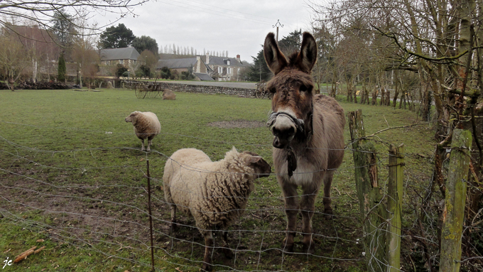 l'âne et les moutons à Saint Sulpice