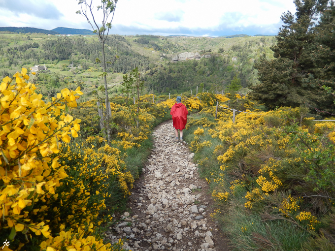 la haie de genêts dans la descente vers Goudet