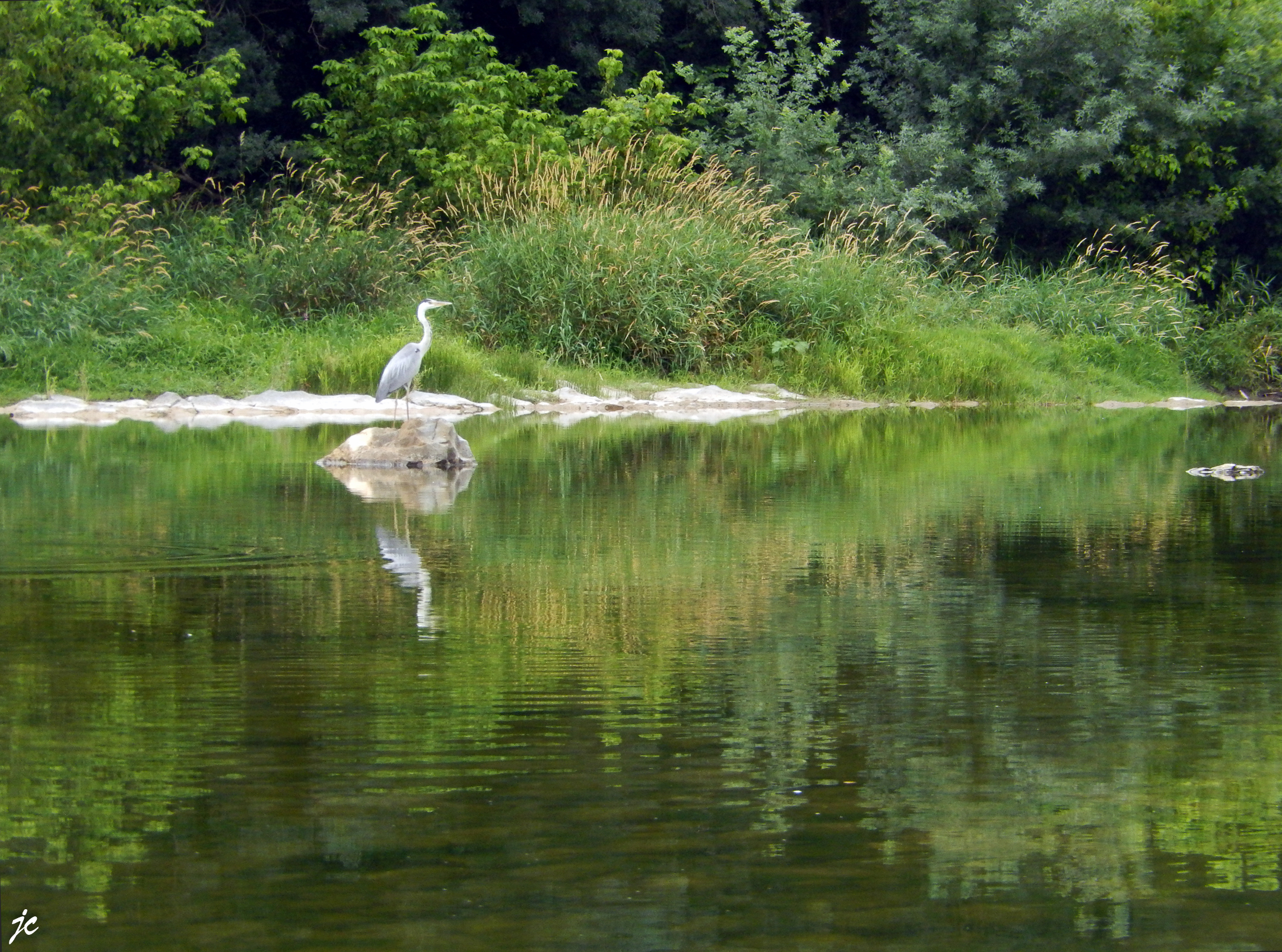 la descente de l'Ardèche (15 km) de Sampzon à Châmes en canoë,le héron