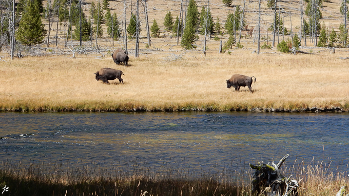 dans le Yellowstone national park, les bisons