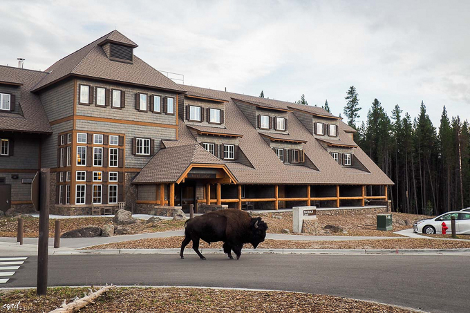 Yellowstone Canyon lodge, le bison sur le parking du bâtiment Moran