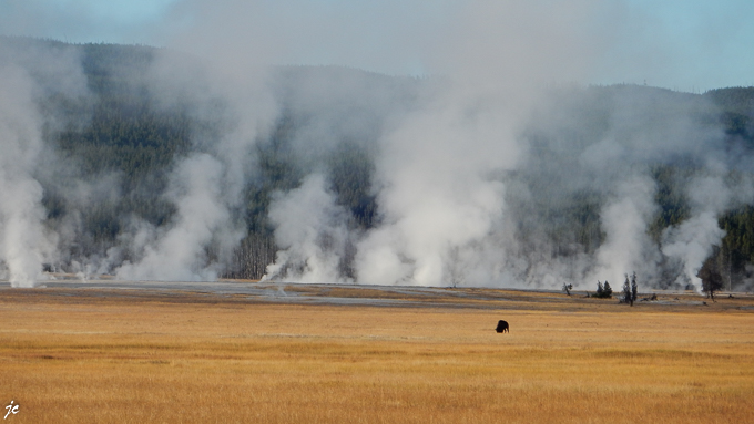 dans le Yellowstone national park, les bisons