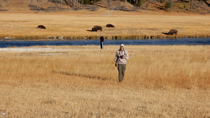 dans le Yellowstone national park, les bisons et les photographes