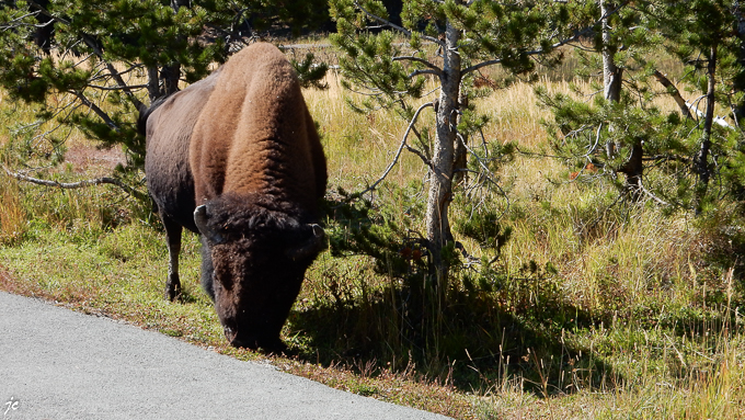 dans le Yellowstone national park, le bison sur le parking