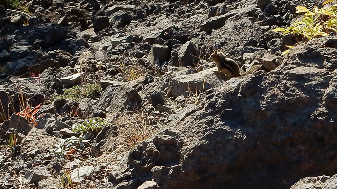 l'ascension du mont Washburn 3115 m, un chipmunk un petit écureuil d'Amérique du Nord dont le nom français est le tamia