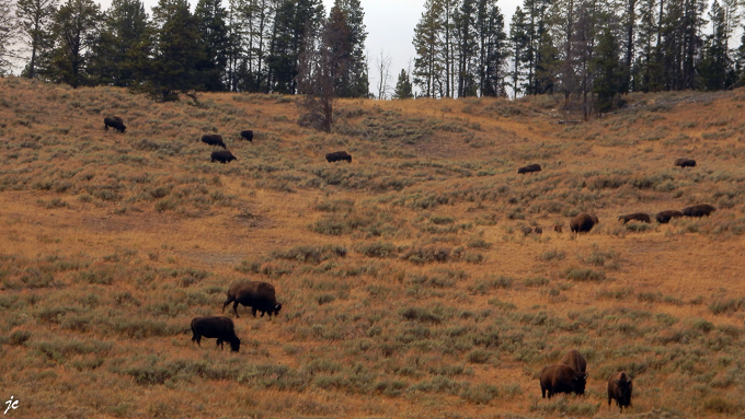 le long de la Yellowstone river sur Grand Loop road, le troupeau de bisons