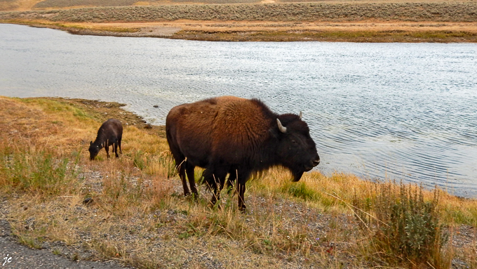 les bisons sur les prairies le long de la Grand Loop road