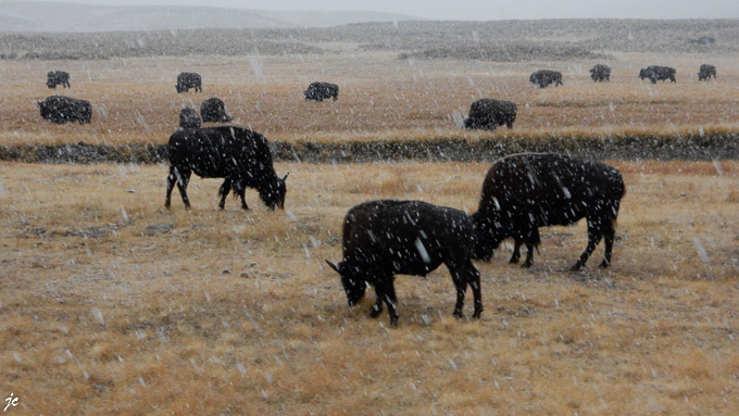les bisons sous la neige