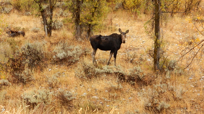 un élan appelé orignal en Amérique du nord et en américain moose