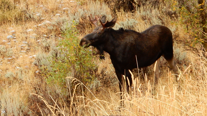 un élan mâle appelé orignal en Amérique du nord et en américain bull moose