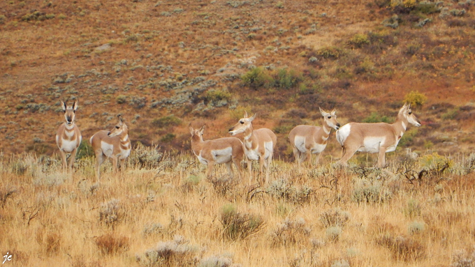 antilope d'Amérique ou antilocapre en français ou pronghorn en américain