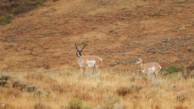 Antilope d'Amérique1 ou Antilocapre en français ou pronghorn en américain