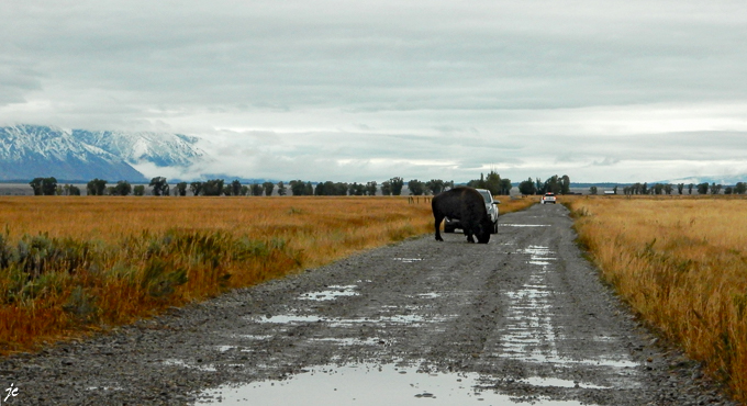 le bison sur Antelope Flats road